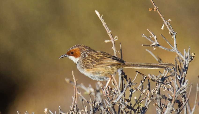 Prinia Carirrufa - ML205739361