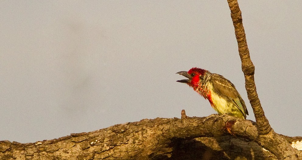 Vieillot's Barbet - ML205739671