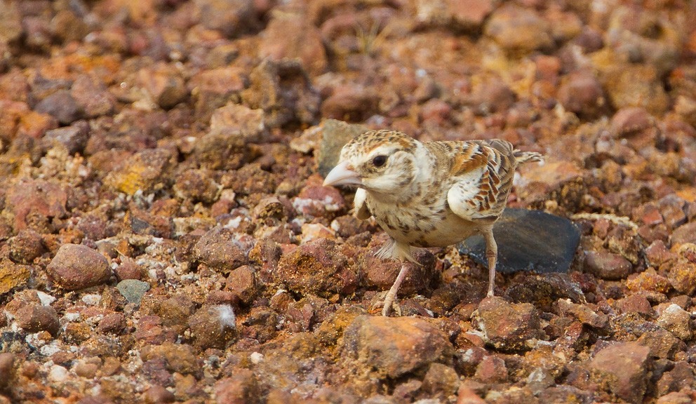 Chestnut-backed Sparrow-Lark - Morten Venas