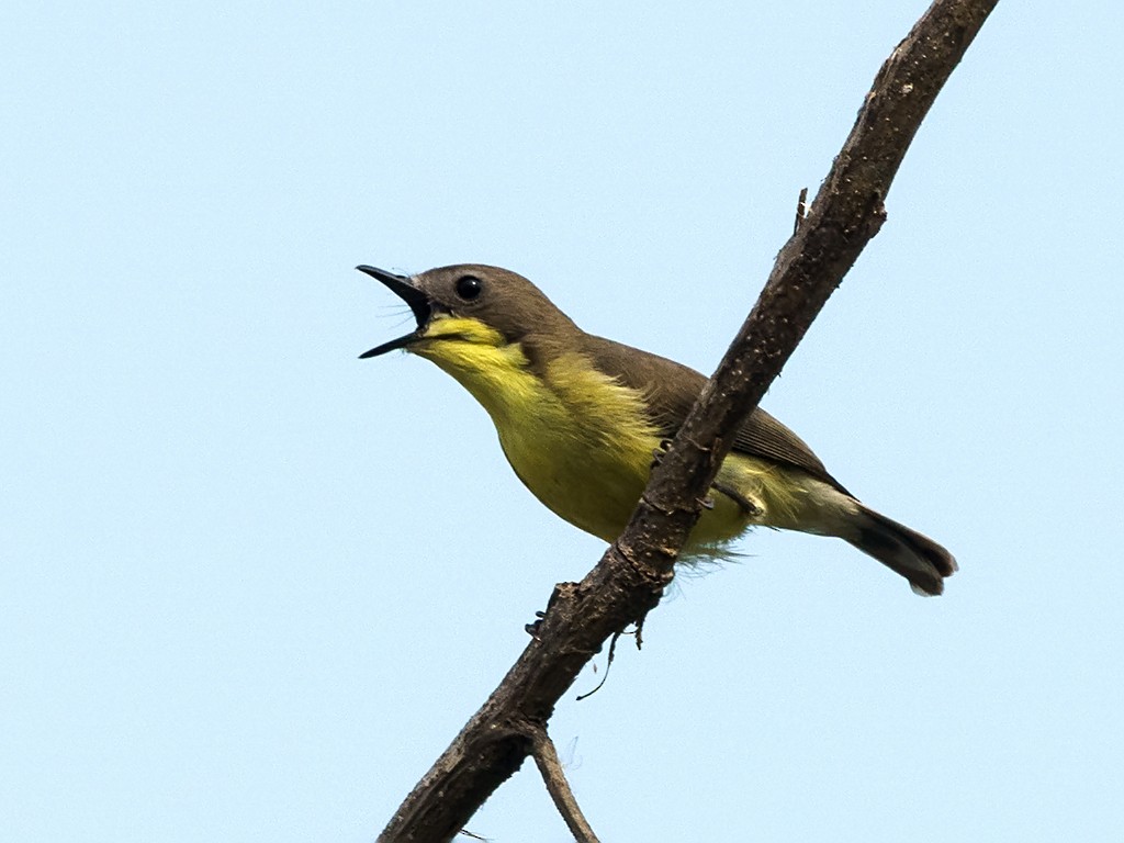 Golden-bellied Gerygone - ML205740221