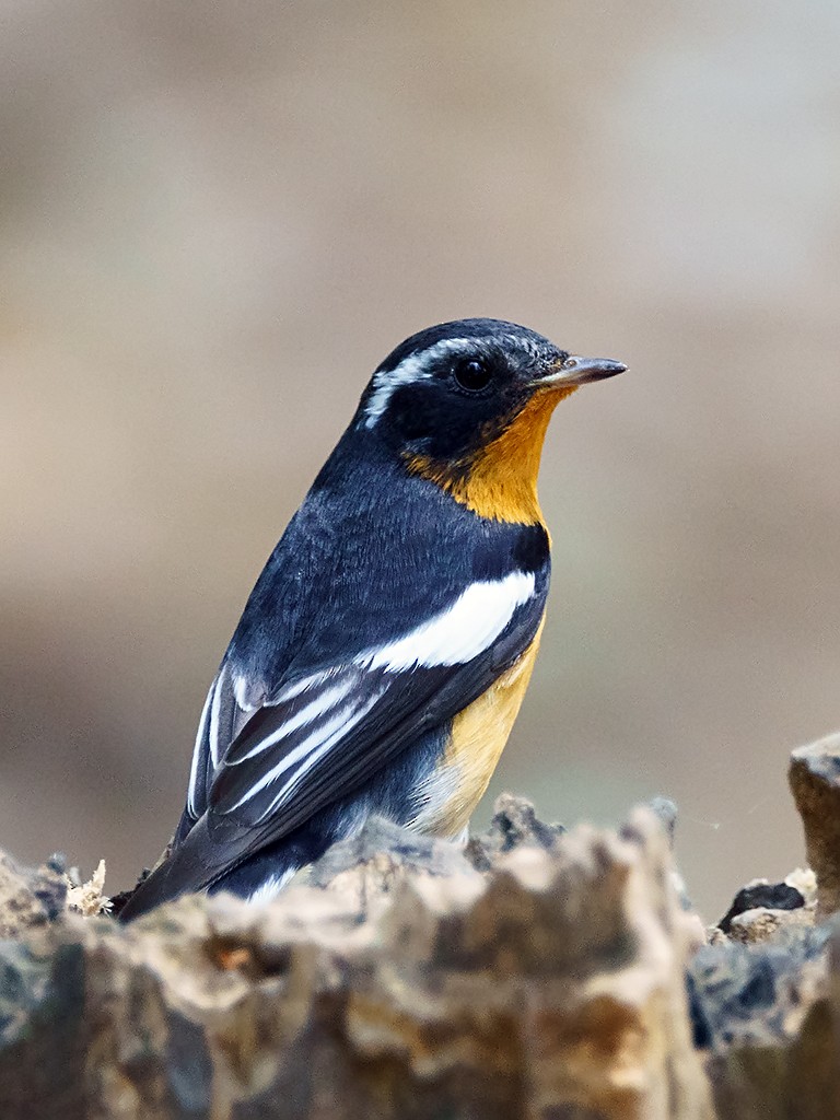 Mugimaki Flycatcher - David and Kathy Cook