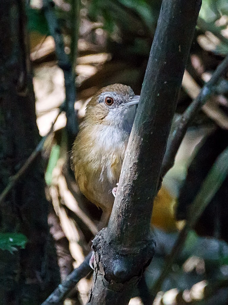 Abbott's Babbler - ML205740451