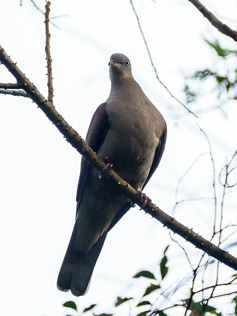 Mountain Imperial-Pigeon - ML205740501