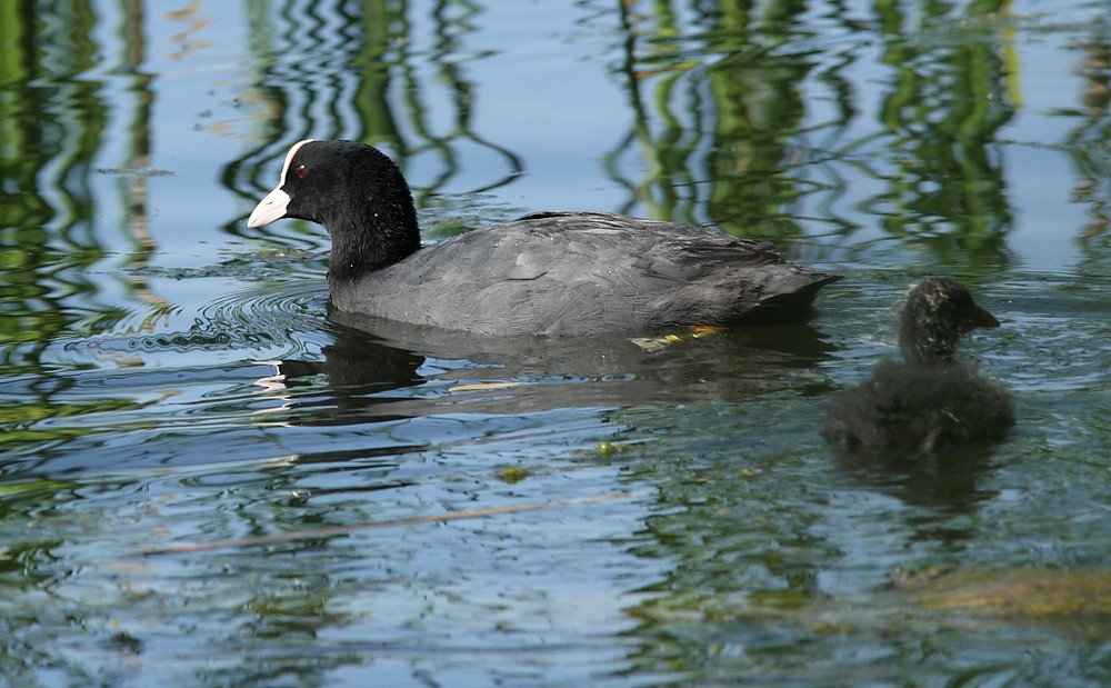 Eurasian Coot - ML205740871