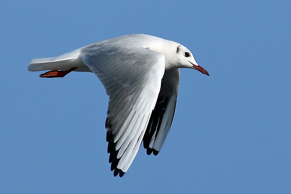 Black-headed Gull - ML205740911