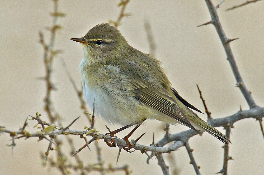 Willow Warbler - ML205741001