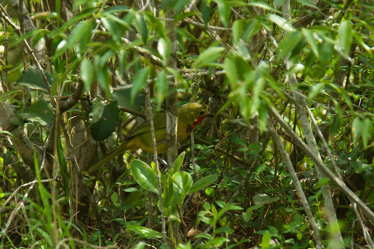 Four-colored Bushshrike (Four-colored) - ML205741331