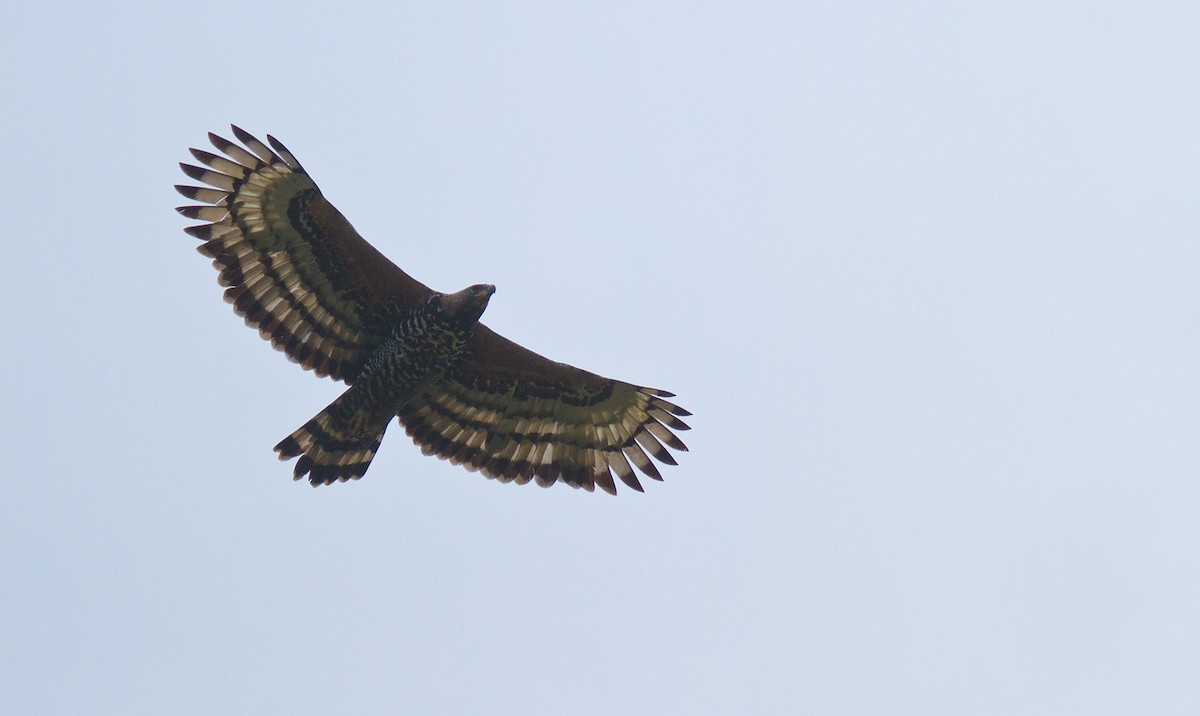 Águila Coronada - ML205741341