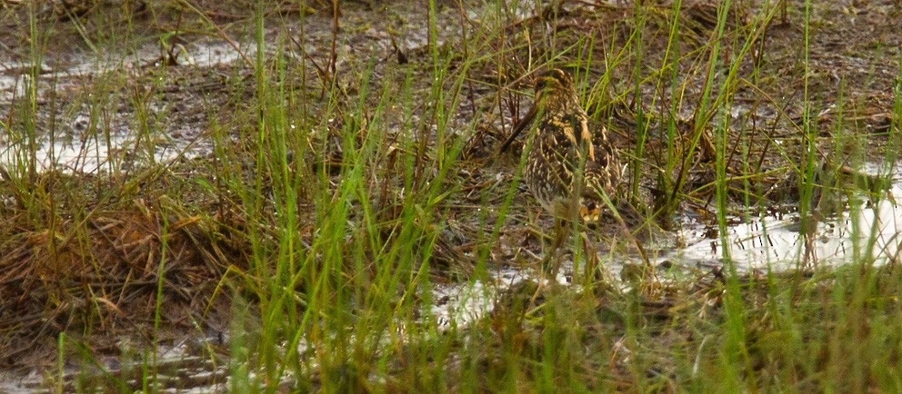 African Snipe - ML205741461