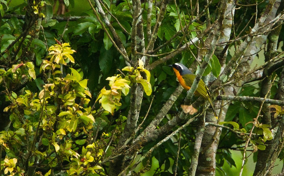 Many-colored Bushshrike - ML205741481