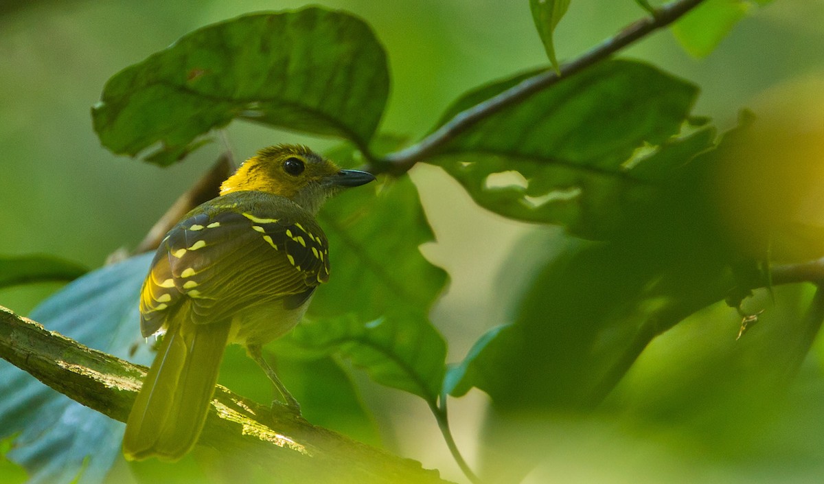 Graukehl-Tropfenvogel - ML205741521