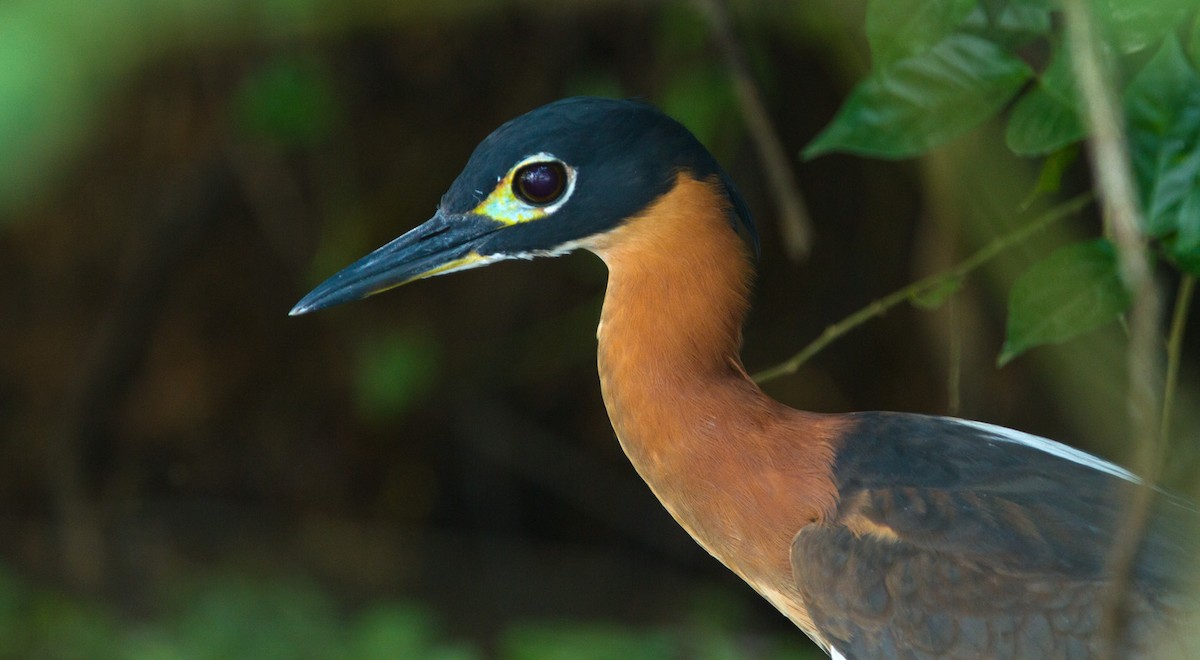 White-backed Night Heron - ML205741591