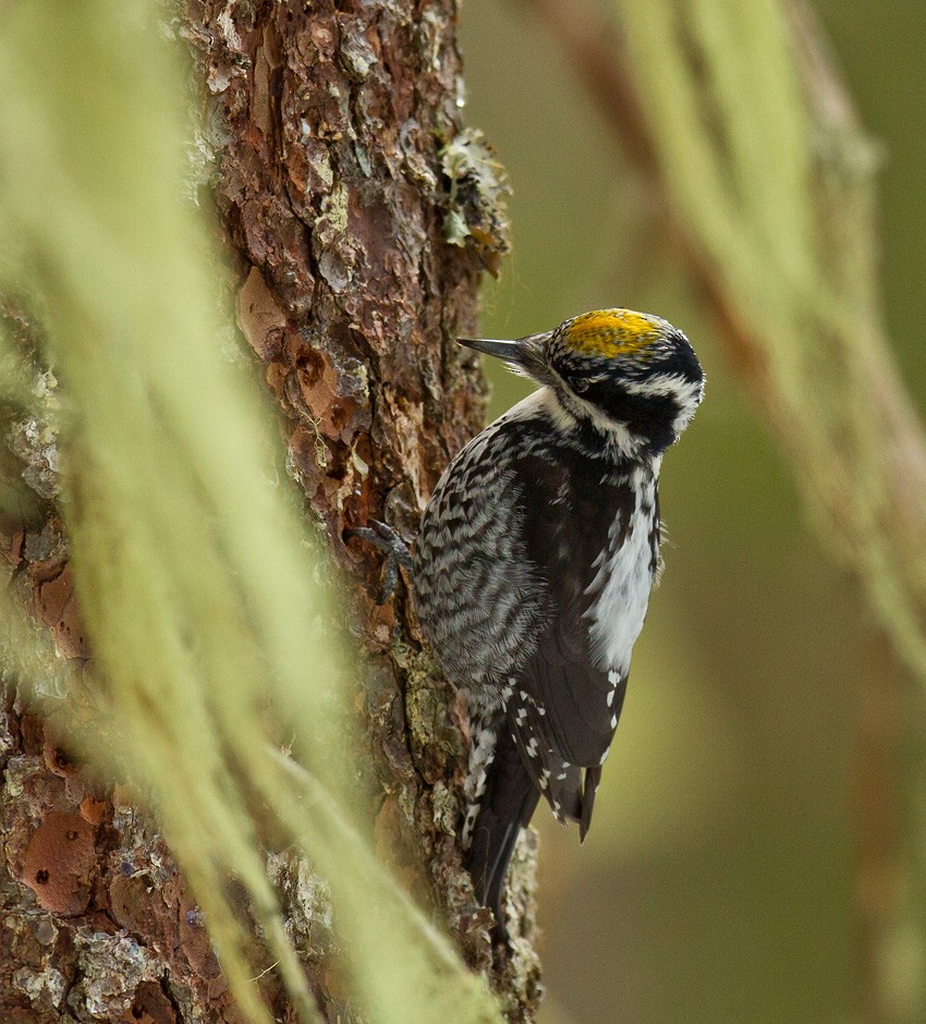 Eurasian Three-toed Woodpecker (Eurasian) - ML205741721