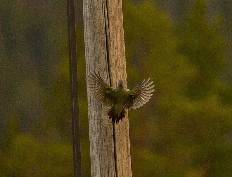 Gray-headed Woodpecker (Gray-headed) - Morten Venas