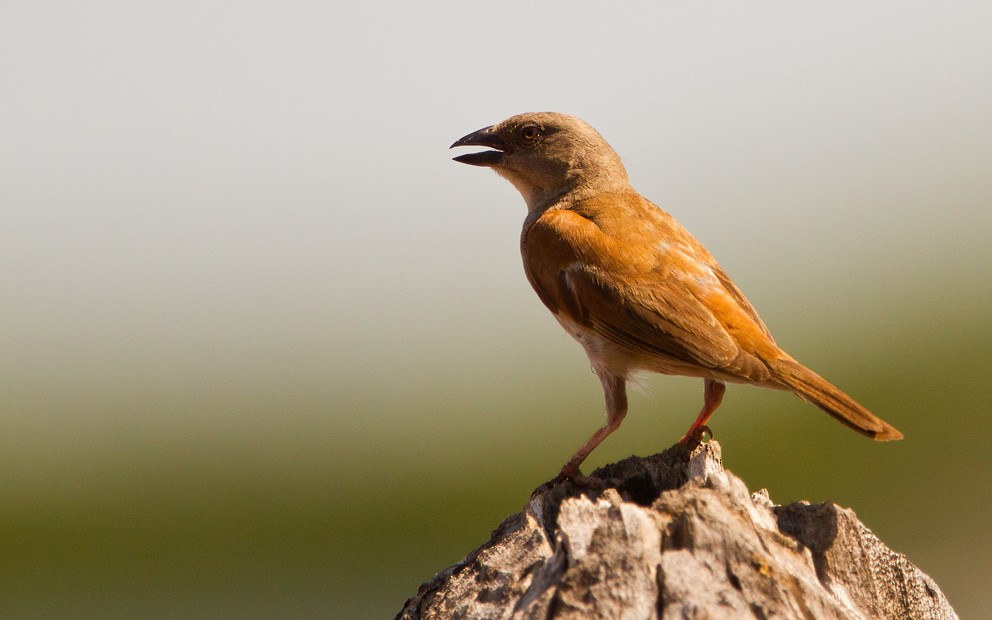 Northern Gray-headed Sparrow - ML205741901