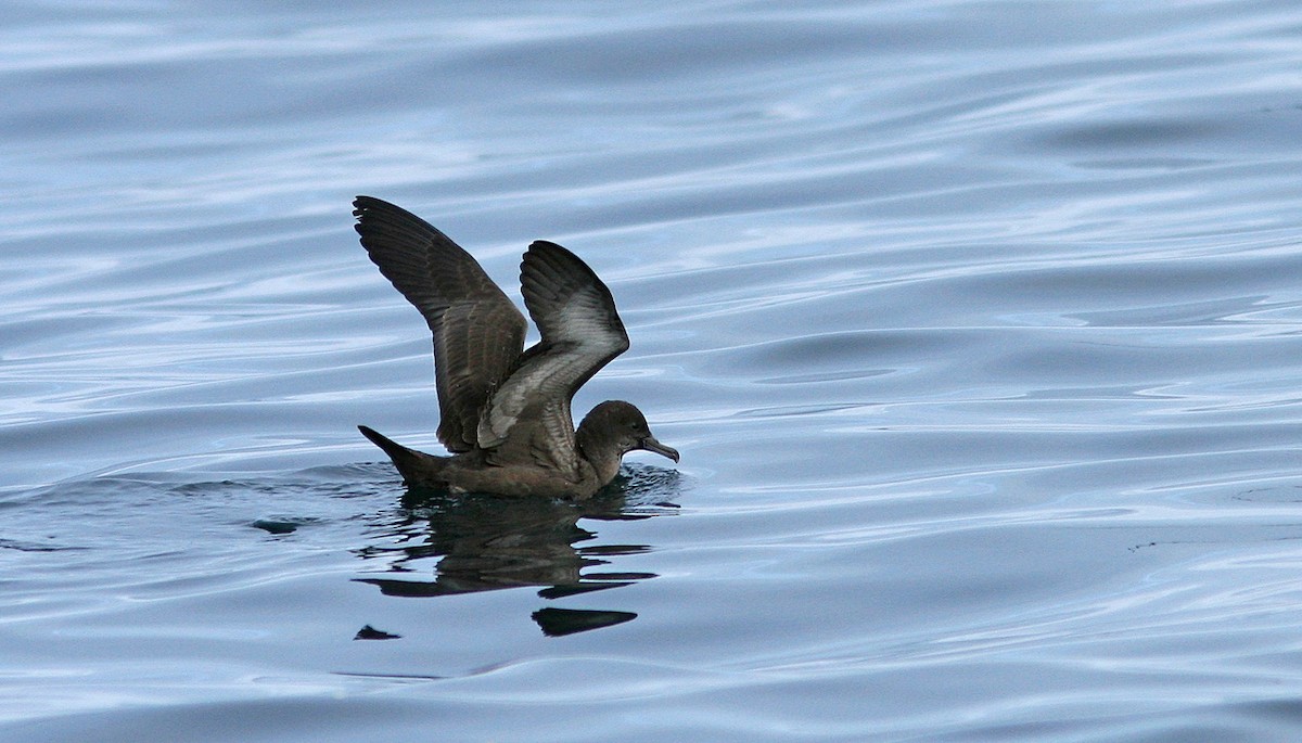 Sooty Shearwater - Morten Venas