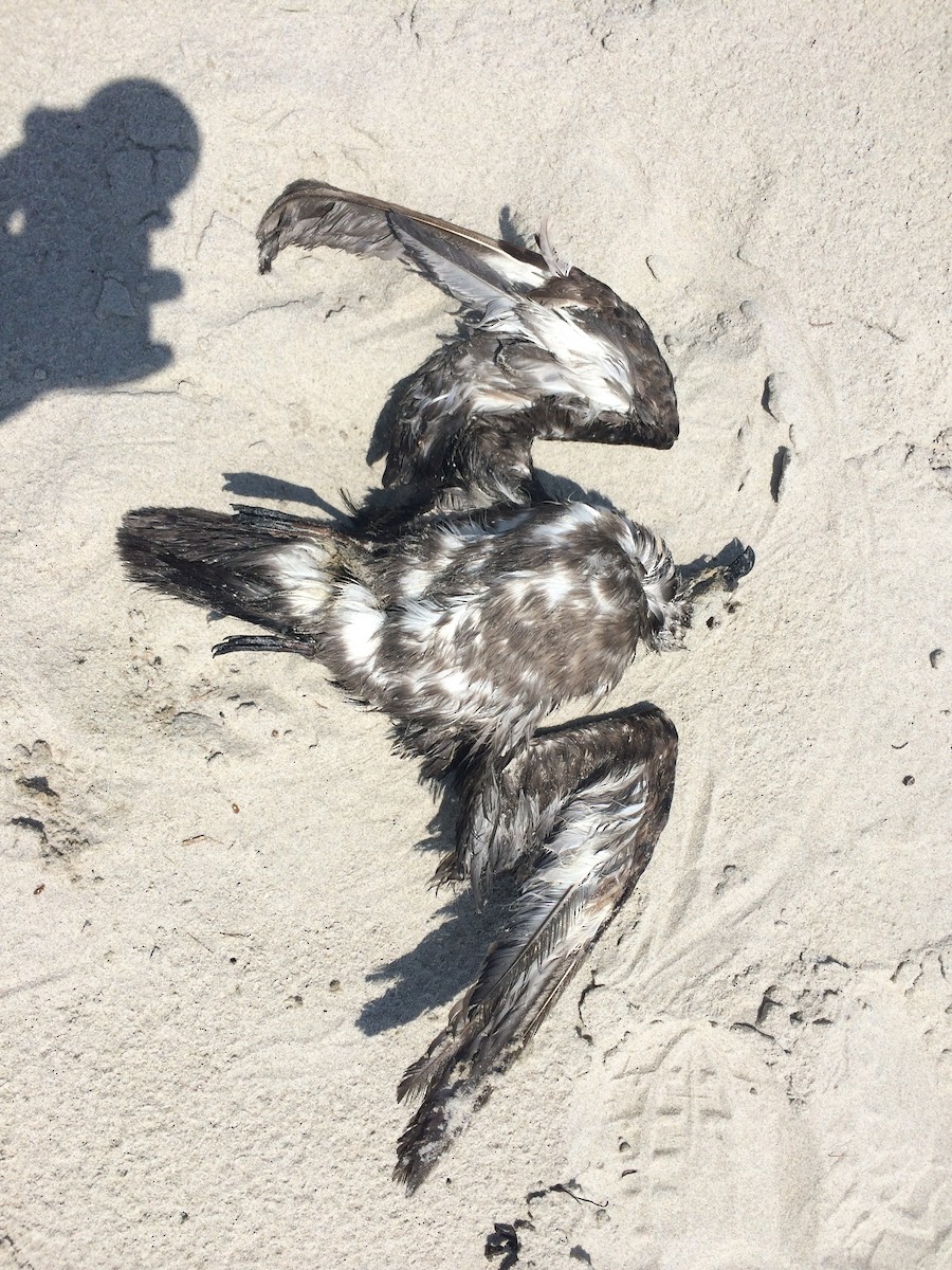 Trindade Petrel - ML20574211