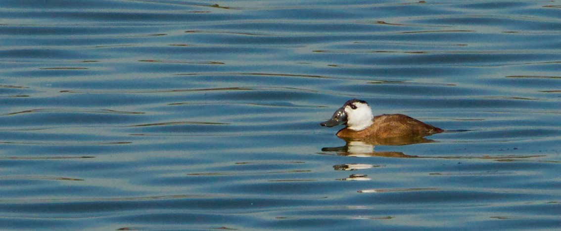 White-headed Duck - ML205742111