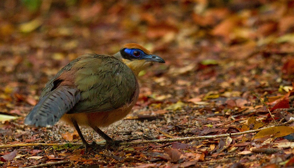 Red-capped Coua (Red-capped) - Morten Venas