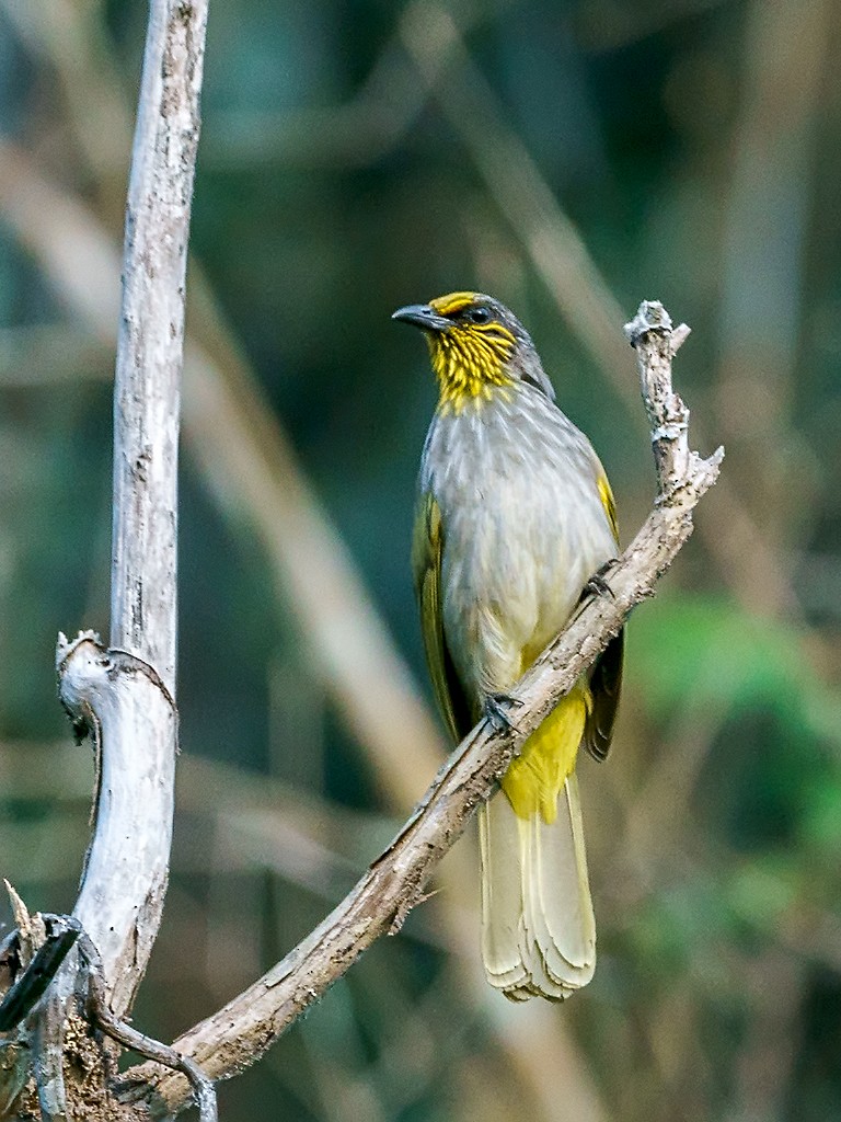 Stripe-throated Bulbul - ML205742431