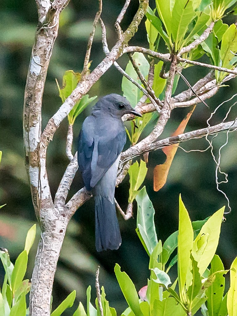 Black-winged Cuckooshrike - ML205742441