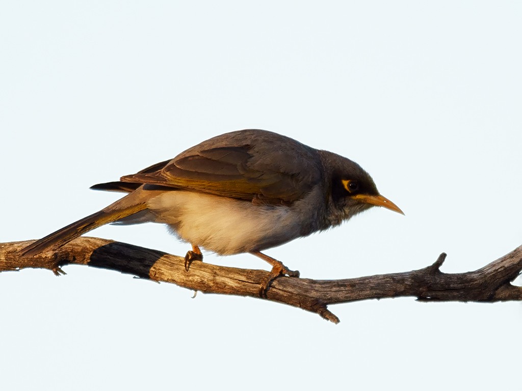 Black-eared Miner - David and Kathy Cook