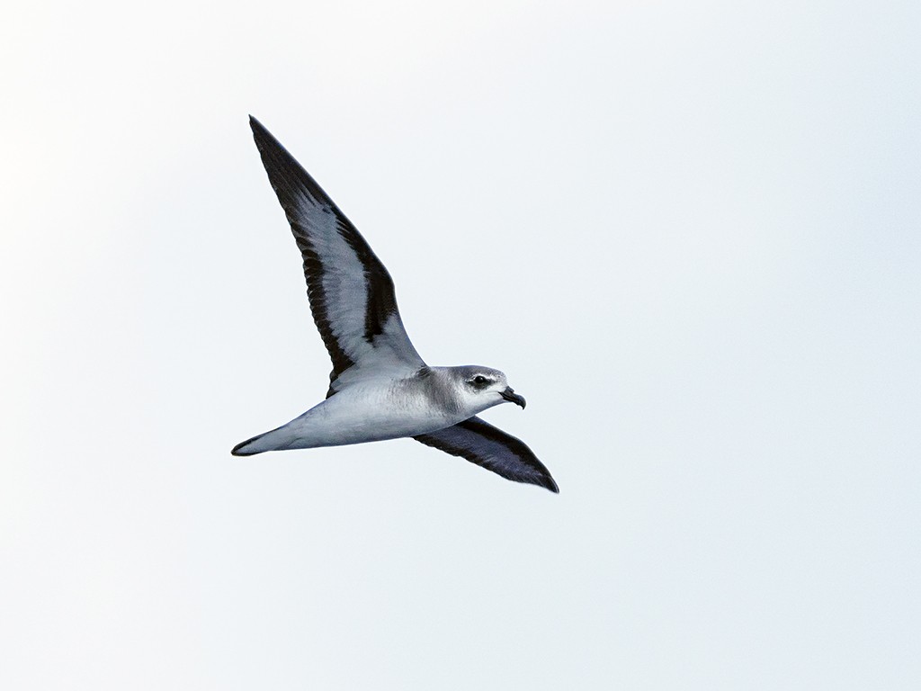 Black-winged Petrel - ML205742871