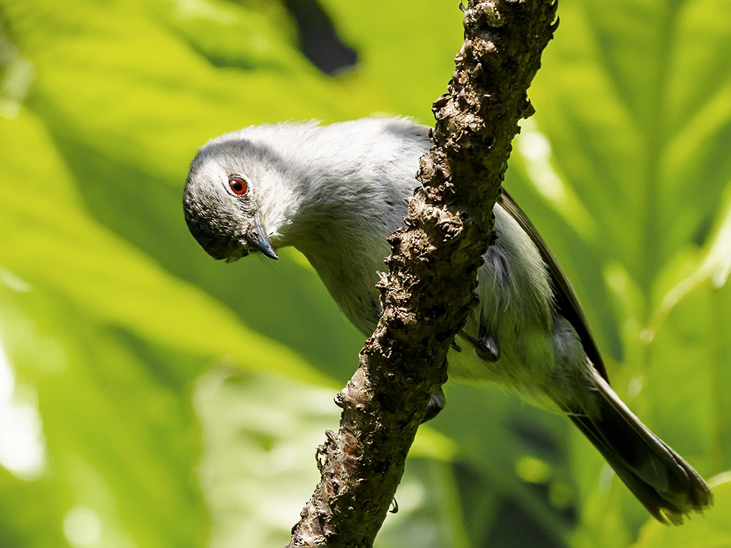 Norfolk Island Gerygone - ML205742901