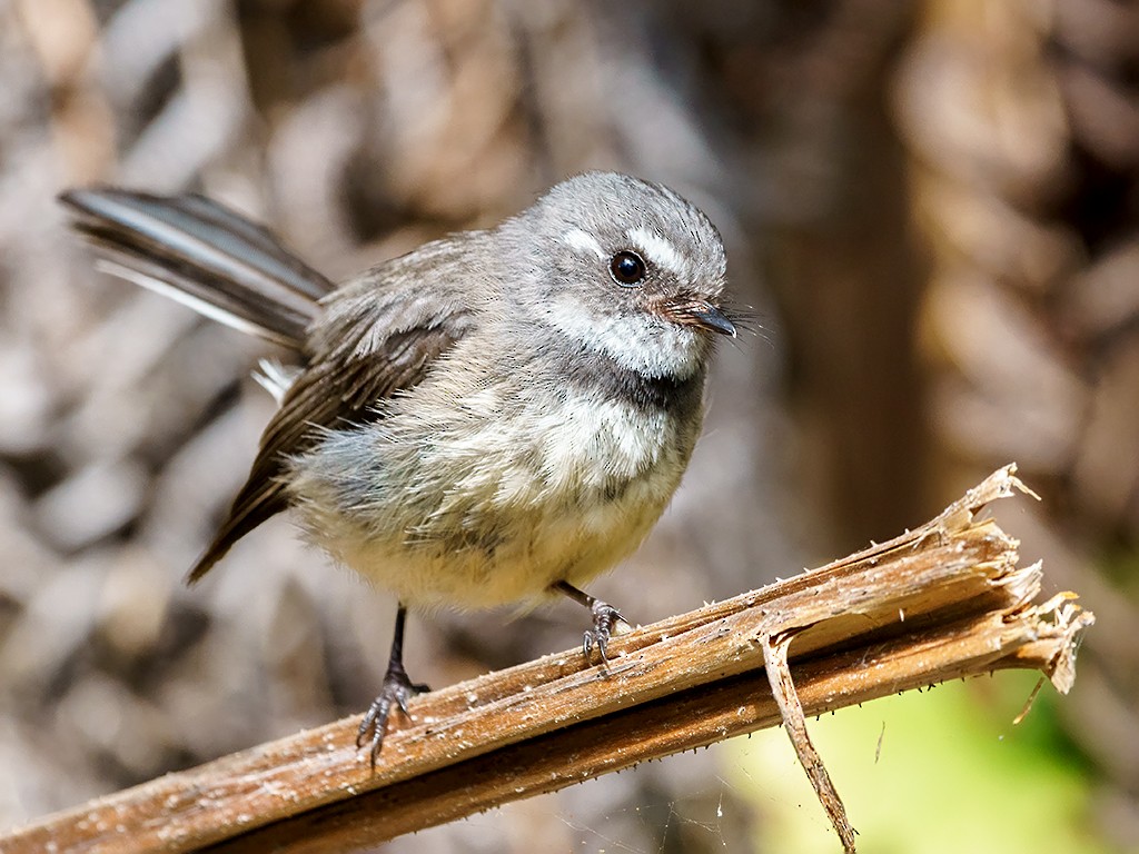 Gray Fantail (Melanesian) - David and Kathy Cook