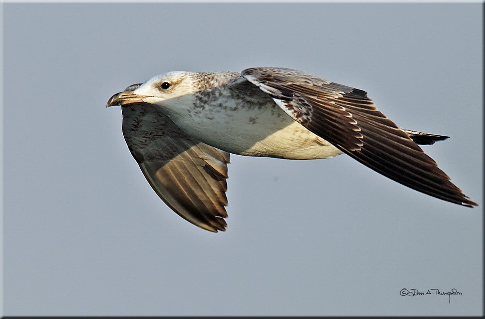 Caspian Gull - ML205743061