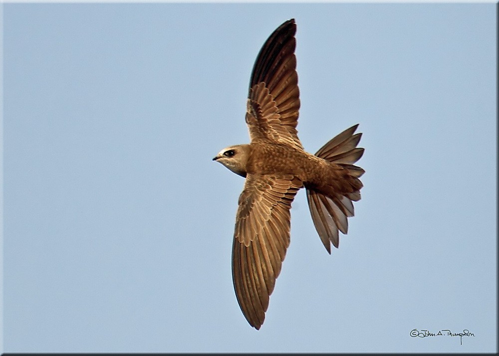 Pallid Swift - ML205743221