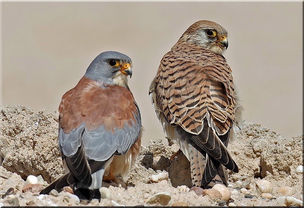 Lesser Kestrel - ML205743431