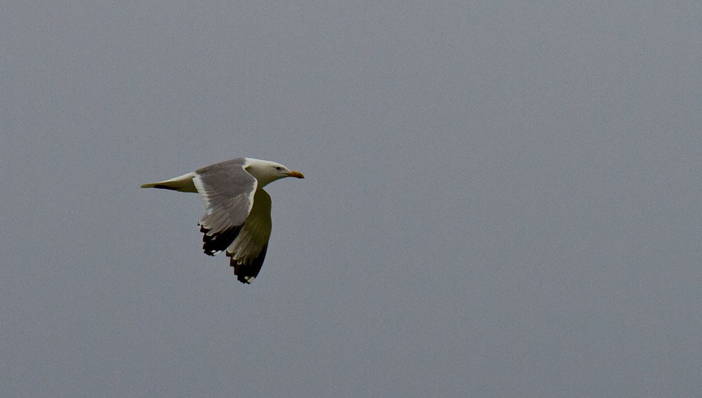 Herring Gull (Mongolian) - ML205743751