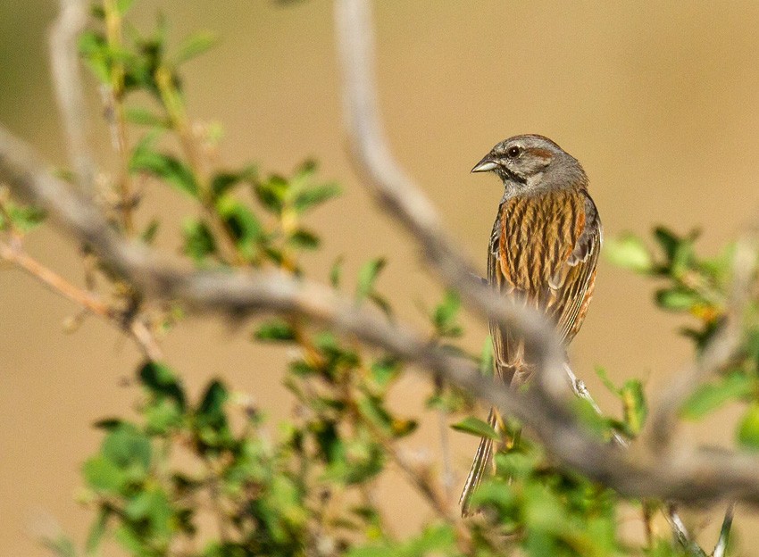 Godlewski's Bunting (godlewskii Group) - Morten Venas