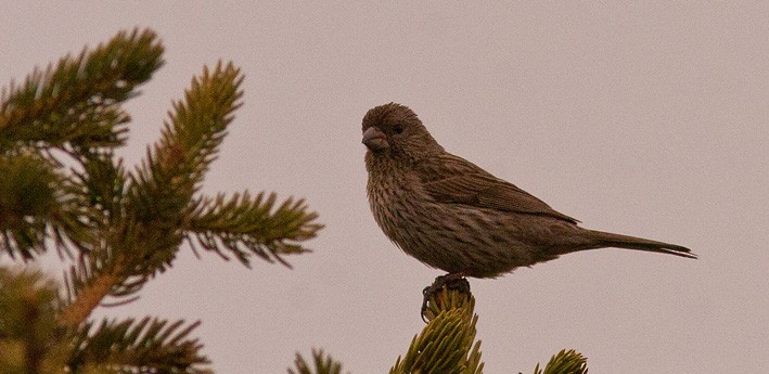 Red-mantled Rosefinch - Morten Venas