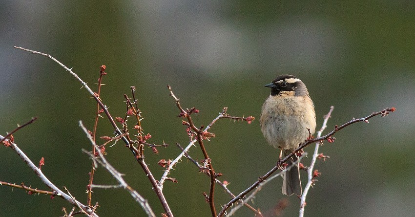 Black-throated Accentor - ML205743881