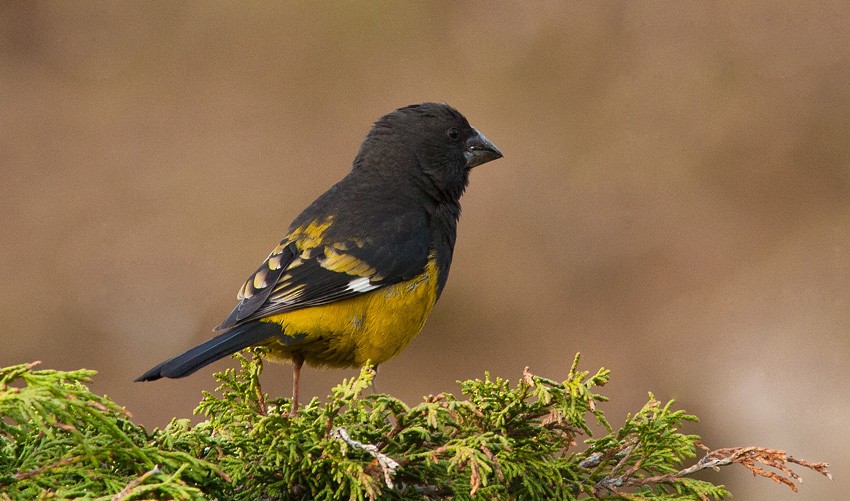 White-winged Grosbeak - ML205743891