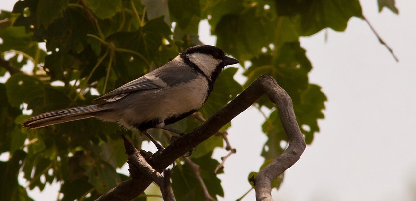 Great Tit (Turkestan) - ML205743911