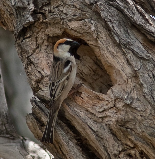 Moineau des saxaouls - ML205743921