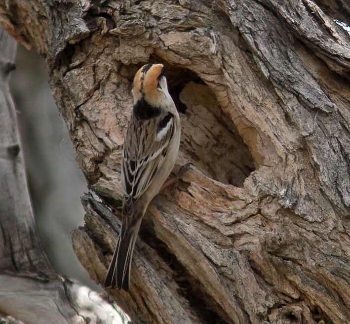 Moineau des saxaouls - ML205743931