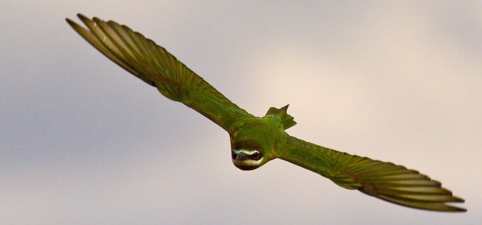 Madagascar Bee-eater - ML205744341