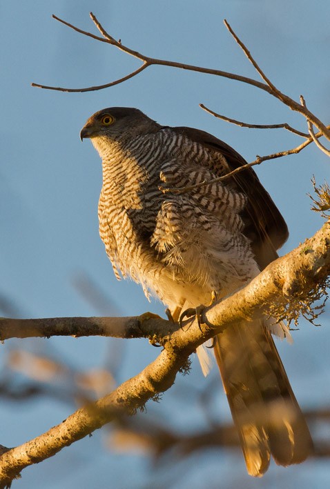 Madagascar Sparrowhawk - ML205744381