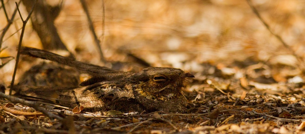 Madagascar Nightjar - ML205744411