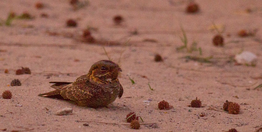 Madagascar Nightjar - ML205744421