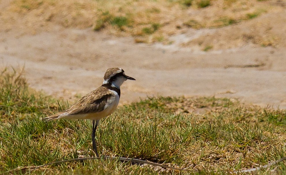 Madagascar Plover - Morten Venas