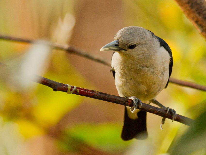White-headed Vanga (viridis) - Morten Venas