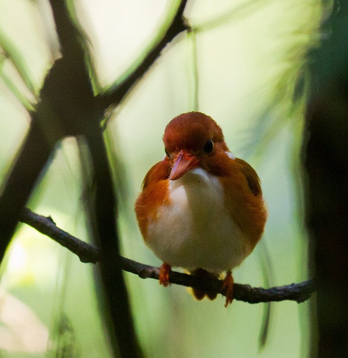 Madagascar Pygmy Kingfisher - ML205744601