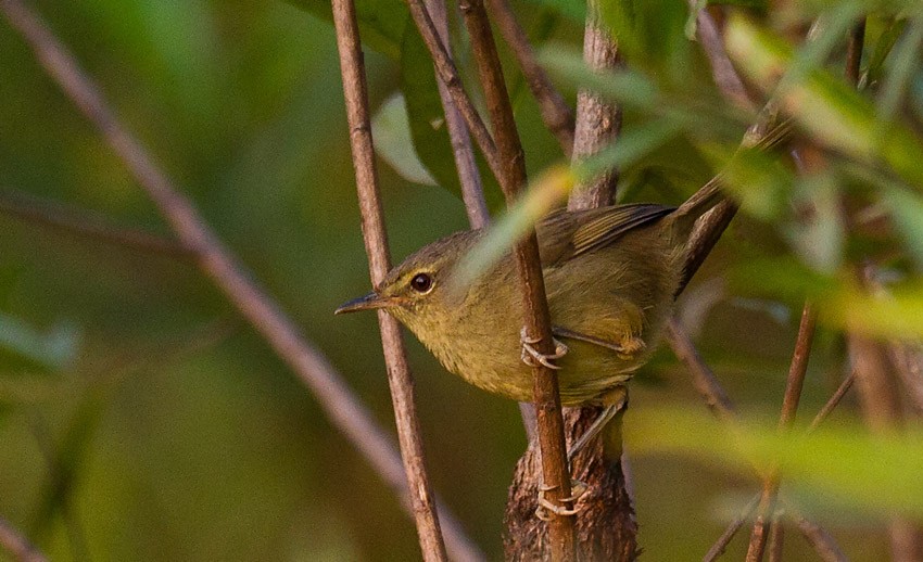 Malagasy Brush-Warbler (Malagasy) - ML205744641