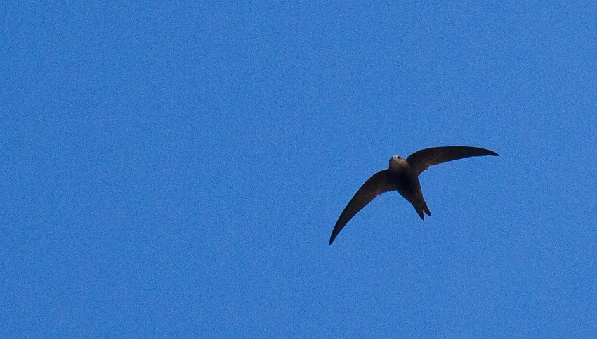 Malagasy Swift - ML205744661