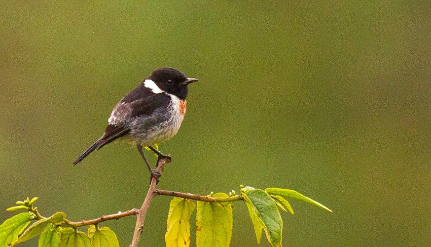African Stonechat (Madagascar) - Morten Venas